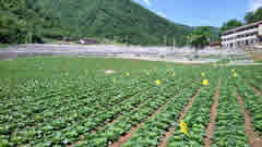 植物免疫诱抗剂新闻：江苏惠山将蔬菜绿色防控纳入政府考核