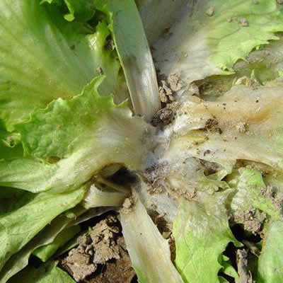 生菜菌核病及使用新型叶面肥料预防方法