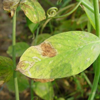 豌豆褐纹病及使用新型水溶肥料预防