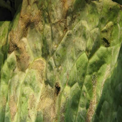 生菜霜霉病，如何使用复合肥料预防？