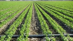 新疆：滴灌+水溶肥料实现农业节水增产