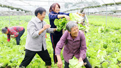 土地流转实现农民自由 示范园内采收绿色蔬菜、有机蔬菜