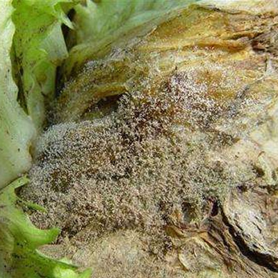 生菜灰霉病将发，叶面肥料提示您及时预防！