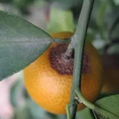 柑橘炭疽病减产严重，请注意预防！