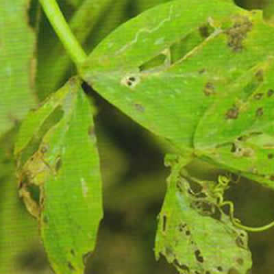 预防豌豆褐斑病，试试新型生物农药！