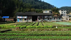 以农为本激发动力，有机蔬菜配合旅游兴村