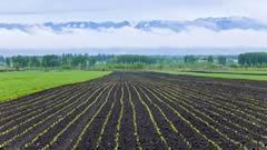 轮作休耕、生物肥料让黑土地更“肥”