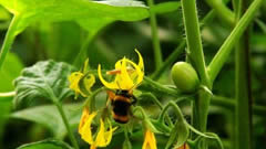 植物免疫诱抗剂新闻：熊蜂授粉种出放心蔬菜