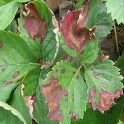 预防麻烦的草莓褐斑病，新型叶面肥料有办法！
