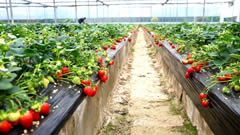 超敏蛋白新闻：设施草莓采用蜜蜂授粉，草莓颜值更高了