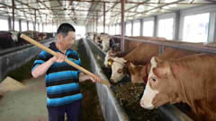 隆化县推进“粮改饲”，秸秆变身有机生物肥料