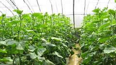 精细化种植，甘肃向绿色蔬菜、有机蔬菜迈进