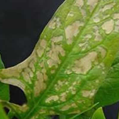 菠菜白斑病温暖天气易发生，新型生物农药教你预防！