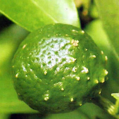 柑橘疮痂病为害幼果了,试试新型叶面肥料吧！