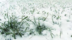 植物免疫诱抗剂提升作物对冻害的抗性 湖南低温天气示警