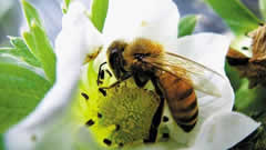 植物免疫诱抗剂预防病害绿色环保 蜜蜂授粉让草莓颜值高品质好