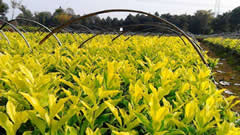 老茶山引进黄金茶 用新型叶面肥料、绿色防控保障品质