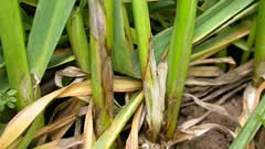 植物免疫诱抗剂预防小麦纹枯病 河南小麦进入病害防控关键期