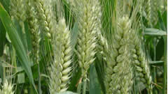 超敏蛋白：此刻严控小麦条锈病等病害 济南启动小麦绿色防控